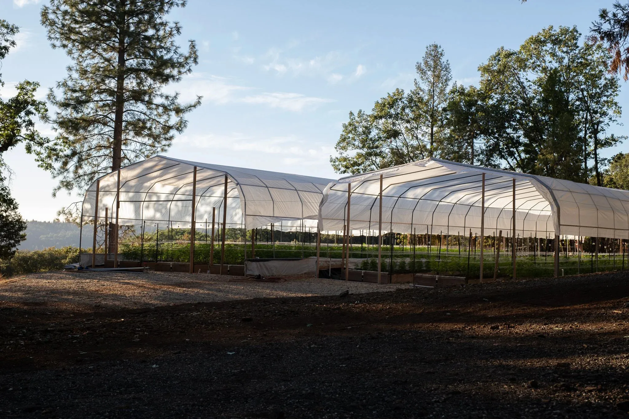 Calibis Farms cannabis fields at sunset in California