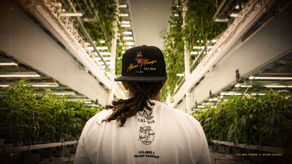 Calibis Farms x Miami Mango team member inside a California cannabis cultivation facility
