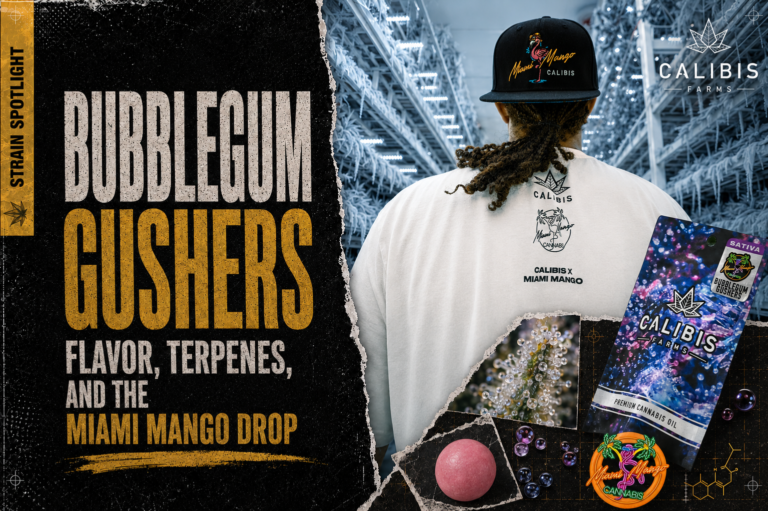 Bubblegum Gushers Strain: Flavor, Terpenes, and the Miami Mango Drop