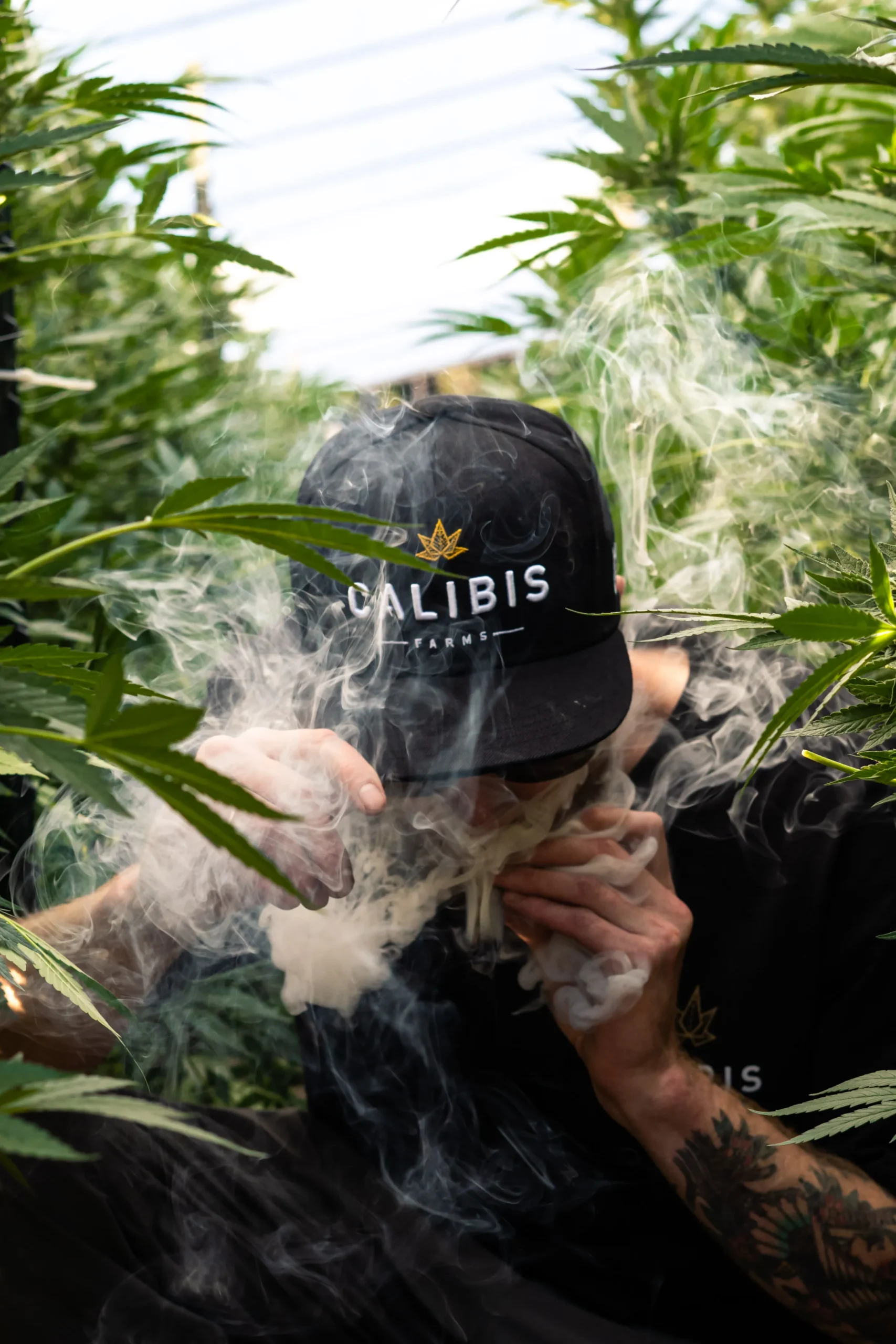 Sun-grown cannabis cultivation at Calibis Farms