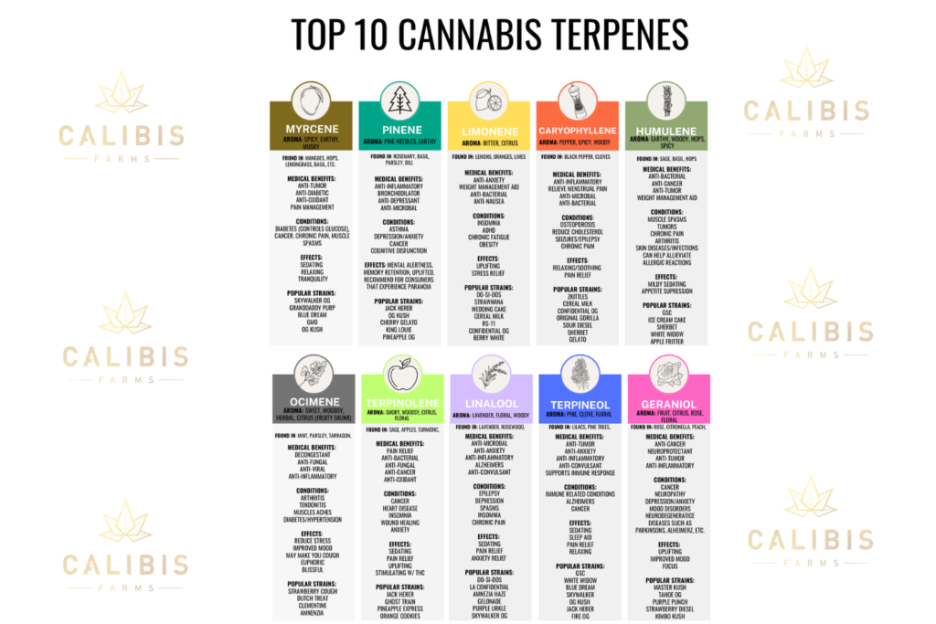 Infographic showing 10 common cannabis-derived terpenes and their aroma profiles