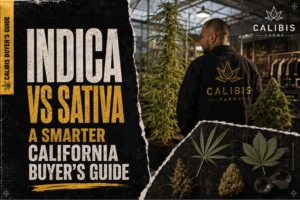 Indica vs sativa comparison showing traditional traits, marketed effects, cannabinoids, terpenes, potency, and dose.