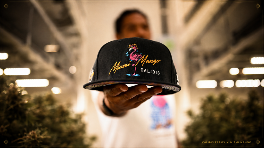 Exclusive Miami Mango and Calibis Farms collaboration hat displayed inside a cannabis facility